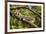 A Green Iguana (Iguana Iguana) (Common Iguana) (American Iguana), in the Jungle of Costa Rica-Stuart Forster-Framed Photographic Print