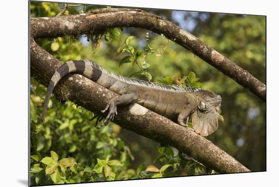 A Green Iguana (Iguana Iguana) (Common Iguana) (American Iguana), in the Jungle of Costa Rica-Stuart Forster-Mounted Photographic Print