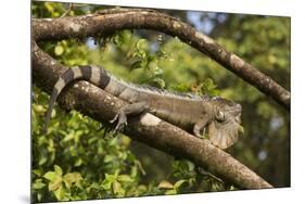 A Green Iguana (Iguana Iguana) (Common Iguana) (American Iguana), in the Jungle of Costa Rica-Stuart Forster-Mounted Photographic Print