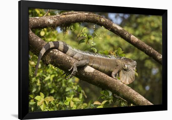 A Green Iguana (Iguana Iguana) (Common Iguana) (American Iguana), in the Jungle of Costa Rica-Stuart Forster-Framed Photographic Print