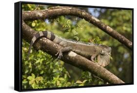 A Green Iguana (Iguana Iguana) (Common Iguana) (American Iguana), in the Jungle of Costa Rica-Stuart Forster-Framed Stretched Canvas