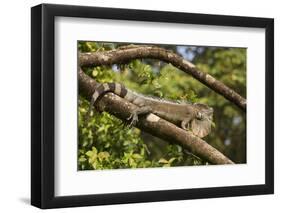 A Green Iguana (Iguana Iguana) (Common Iguana) (American Iguana), in the Jungle of Costa Rica-Stuart Forster-Framed Photographic Print