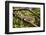 A Green Iguana (Iguana Iguana) (Common Iguana) (American Iguana), in the Jungle of Costa Rica-Stuart Forster-Framed Photographic Print