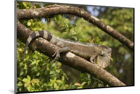 A Green Iguana (Iguana Iguana) (Common Iguana) (American Iguana), in the Jungle of Costa Rica-Stuart Forster-Mounted Photographic Print