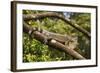A Green Iguana (Iguana Iguana) (Common Iguana) (American Iguana), in the Jungle of Costa Rica-Stuart Forster-Framed Photographic Print