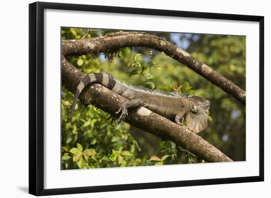 A Green Iguana (Iguana Iguana) (Common Iguana) (American Iguana), in the Jungle of Costa Rica-Stuart Forster-Framed Photographic Print