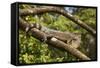 A Green Iguana (Iguana Iguana) (Common Iguana) (American Iguana), in the Jungle of Costa Rica-Stuart Forster-Framed Stretched Canvas