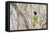 A Green Jay (Cyanocorax Yncas) in Southern Texas-Neil Losin-Framed Stretched Canvas