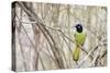 A Green Jay (Cyanocorax Yncas) in Southern Texas-Neil Losin-Stretched Canvas