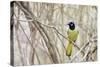 A Green Jay (Cyanocorax Yncas) in Southern Texas-Neil Losin-Stretched Canvas