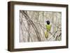 A Green Jay (Cyanocorax Yncas) in Southern Texas-Neil Losin-Framed Photographic Print