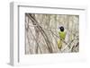 A Green Jay (Cyanocorax Yncas) in Southern Texas-Neil Losin-Framed Photographic Print