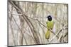 A Green Jay (Cyanocorax Yncas) in Southern Texas-Neil Losin-Mounted Photographic Print