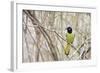 A Green Jay (Cyanocorax Yncas) in Southern Texas-Neil Losin-Framed Photographic Print