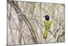 A Green Jay (Cyanocorax Yncas) in Southern Texas-Neil Losin-Mounted Photographic Print