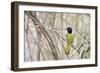 A Green Jay (Cyanocorax Yncas) in Southern Texas-Neil Losin-Framed Photographic Print