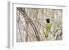 A Green Jay (Cyanocorax Yncas) in Southern Texas-Neil Losin-Framed Photographic Print