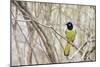 A Green Jay (Cyanocorax Yncas) in Southern Texas-Neil Losin-Mounted Photographic Print