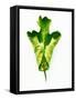 A Green Oak Leaf-Hermann Mock-Framed Stretched Canvas