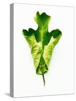 A Green Oak Leaf-Hermann Mock-Stretched Canvas