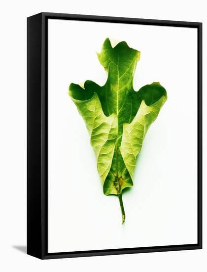 A Green Oak Leaf-Hermann Mock-Framed Stretched Canvas