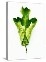 A Green Oak Leaf-Hermann Mock-Stretched Canvas