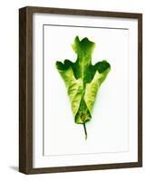 A Green Oak Leaf-Hermann Mock-Framed Photographic Print