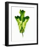 A Green Oak Leaf-Hermann Mock-Framed Photographic Print