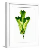 A Green Oak Leaf-Hermann Mock-Framed Photographic Print