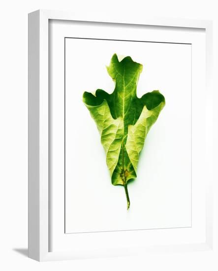 A Green Oak Leaf-Hermann Mock-Framed Photographic Print