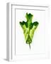 A Green Oak Leaf-Hermann Mock-Framed Photographic Print