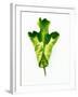 A Green Oak Leaf-Hermann Mock-Framed Photographic Print