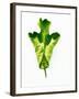 A Green Oak Leaf-Hermann Mock-Framed Photographic Print