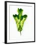 A Green Oak Leaf-Hermann Mock-Framed Photographic Print