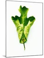 A Green Oak Leaf-Hermann Mock-Mounted Photographic Print