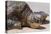 A Green Sea Turtle (Chelonia Mydas) on Laniakea Beach-Michael DeFreitas-Stretched Canvas