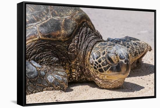 A Green Sea Turtle (Chelonia Mydas) on Laniakea Beach-Michael DeFreitas-Framed Stretched Canvas