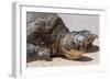 A Green Sea Turtle (Chelonia Mydas) on Laniakea Beach-Michael DeFreitas-Framed Photographic Print