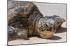 A Green Sea Turtle (Chelonia Mydas) on Laniakea Beach-Michael DeFreitas-Mounted Photographic Print