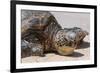 A Green Sea Turtle (Chelonia Mydas) on Laniakea Beach-Michael DeFreitas-Framed Photographic Print