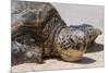 A Green Sea Turtle (Chelonia Mydas) on Laniakea Beach-Michael DeFreitas-Mounted Photographic Print