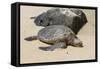 A Green Sea Turtle (Chelonia Mydas) on Laniakea Beach-Michael DeFreitas-Framed Stretched Canvas