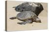 A Green Sea Turtle (Chelonia Mydas) on Laniakea Beach-Michael DeFreitas-Stretched Canvas