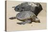 A Green Sea Turtle (Chelonia Mydas) on Laniakea Beach-Michael DeFreitas-Stretched Canvas