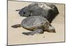 A Green Sea Turtle (Chelonia Mydas) on Laniakea Beach-Michael DeFreitas-Mounted Photographic Print