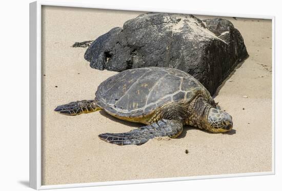 A Green Sea Turtle (Chelonia Mydas) on Laniakea Beach-Michael DeFreitas-Framed Photographic Print