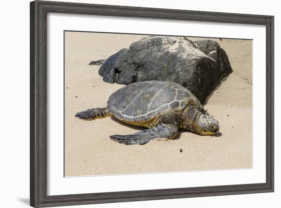 A Green Sea Turtle (Chelonia Mydas) on Laniakea Beach-Michael DeFreitas-Framed Photographic Print