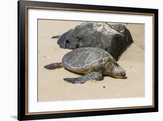 A Green Sea Turtle (Chelonia Mydas) on Laniakea Beach-Michael DeFreitas-Framed Photographic Print