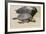 A Green Sea Turtle (Chelonia Mydas) on Laniakea Beach-Michael DeFreitas-Framed Photographic Print