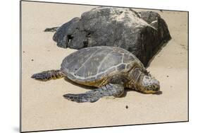 A Green Sea Turtle (Chelonia Mydas) on Laniakea Beach-Michael DeFreitas-Mounted Photographic Print